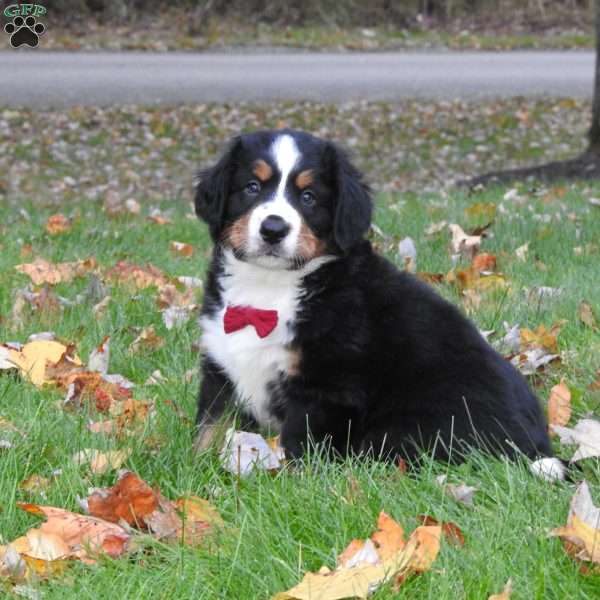 Duke, Bernese Mountain Dog Puppy
